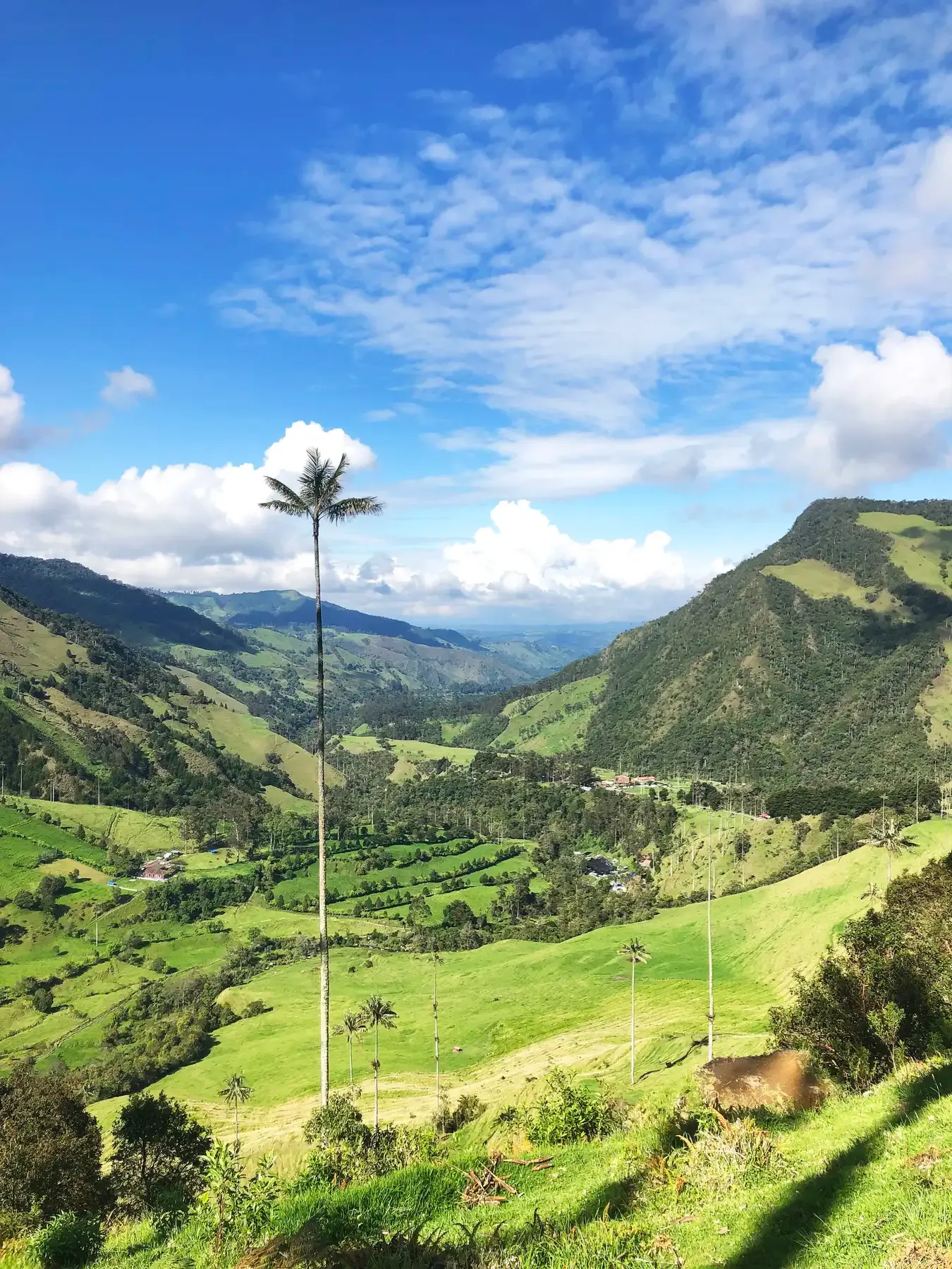 Palmas de cera en el valle de Cocora, Quindío